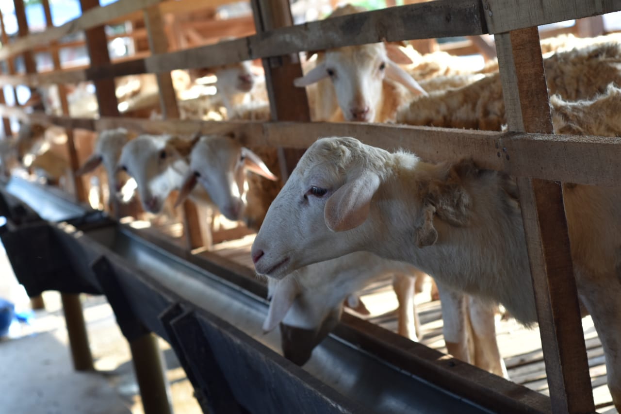 Kolaborasi dengan e-Commerce, Global Qurban ACT Tawarkan Kemudahan Berkurban